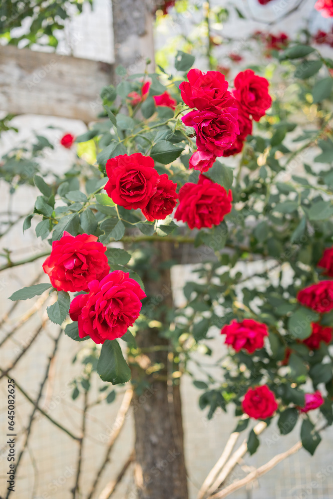 red roses in the park