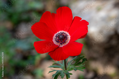 Beautiful wild red Anemones growing in wooded areas and open meadows in Israel 