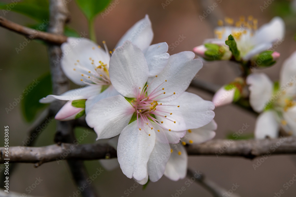 Beautiful, delicate, white and pink early Spring almond blossoms in northern Israel

