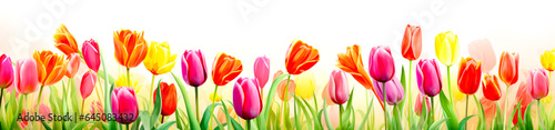 Tulip flowers on white background. Horizontal banner.
