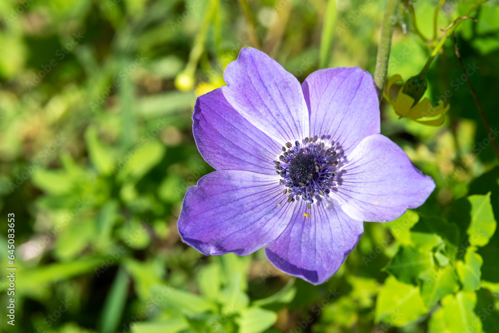 Beautiful wild purple Anemones growing in wooded areas and open meadows in Israel
Beautiful wild purple Anemones growing in wooded areas and open meadows in Israel