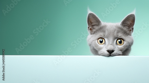 text space for advertising with funny part as portrait of a cute chartreux cat peeking over a colored panal