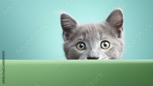 text space for advertising with funny part as portrait of a cute chartreux cat peeking over a colored panal © bmf-foto.de