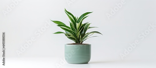 green plant pot photographed on a white background