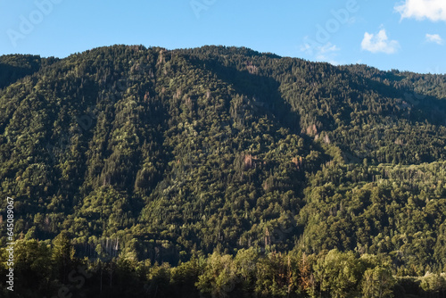 View of a forest of trees on a mountainside on a clear day