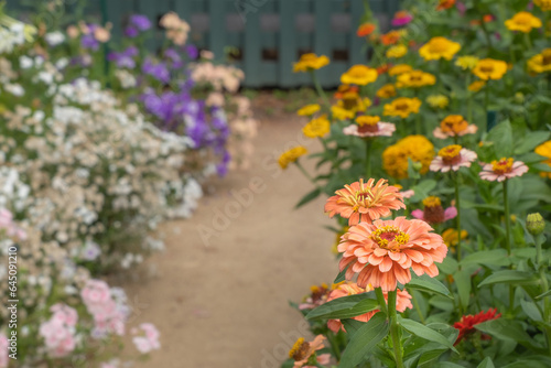 Landscape Orange Zinnia in the Flower Garden
