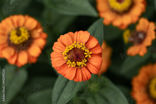 Vertical Orange Zinnia