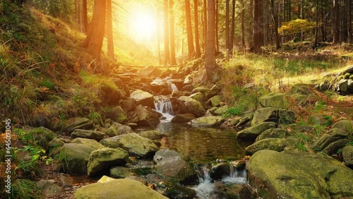 Mountain stream or river in a forest, autumn nature landscape stock video 4k