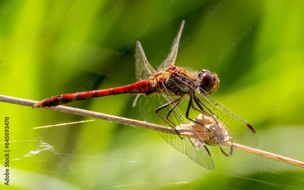 close up of a common darter dragonfly close up of a common darter dragonfly
