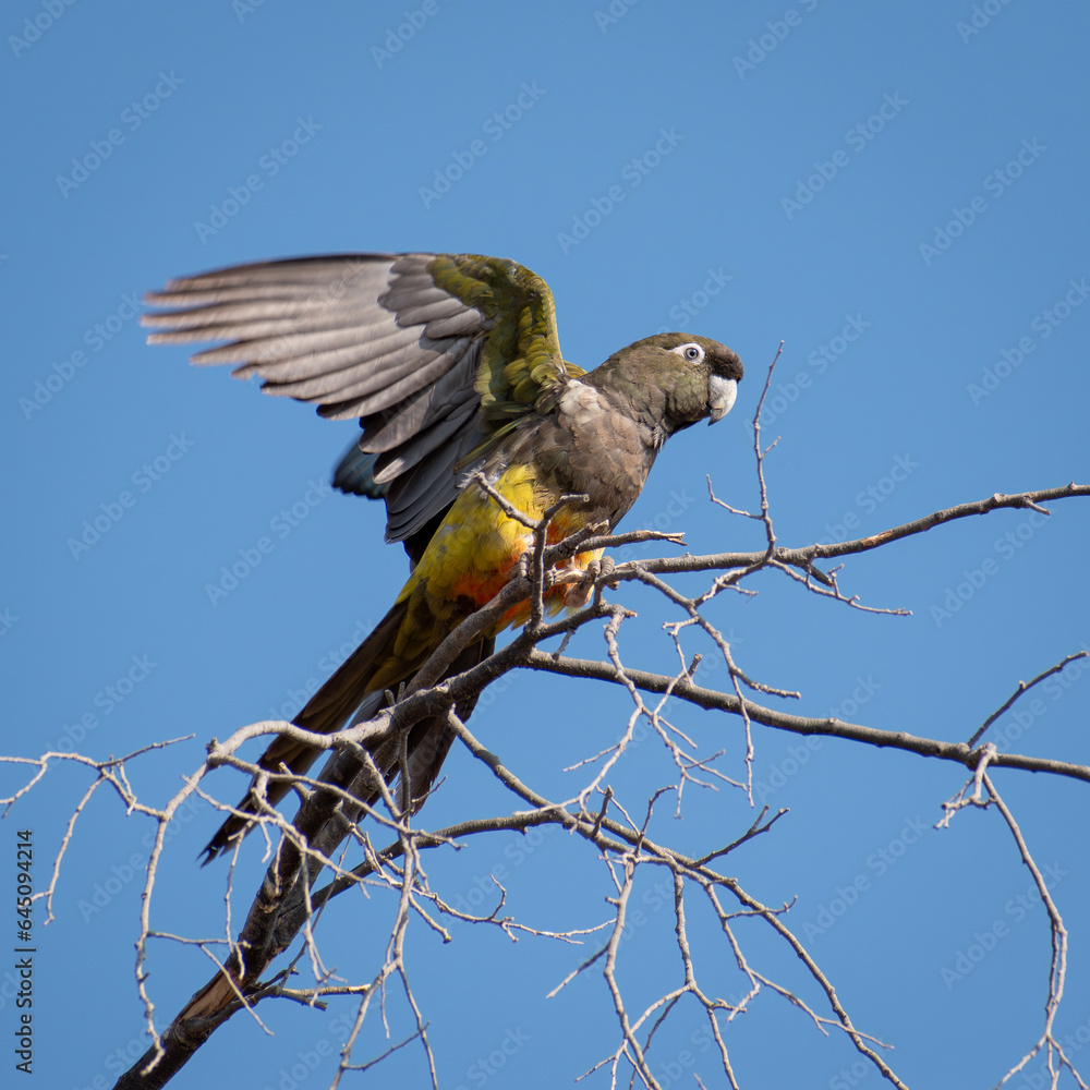 Fototapeta premium Loro tricahue