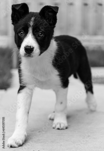 Bailie the border collie puppy 