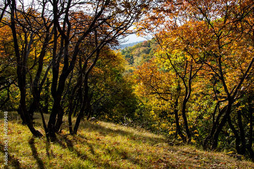 Trees in autumn colors in a forest valley