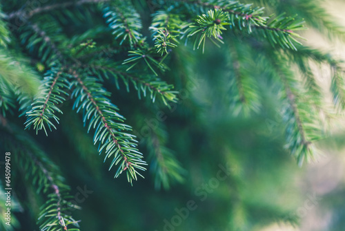 Christmas tree branches background. Green winter fir wallpaper. New Year design © Inna