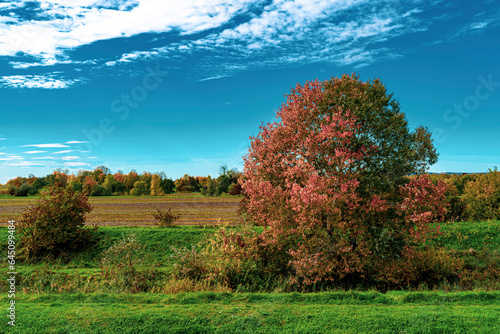 Red-leaved white poplar  Popolus Alba  on a green stream bank in autumn