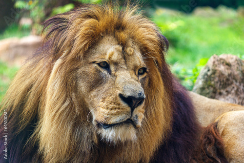 Fototapeta Naklejka Na Ścianę i Meble -  Portrait of male Barbary lion