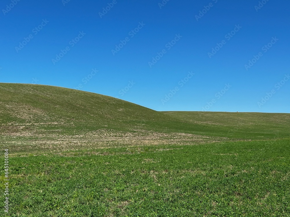 Fototapeta premium green field and blue sky