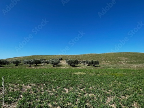 landscape with olive trees