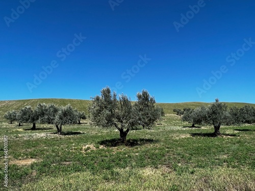 landscape with olive trees