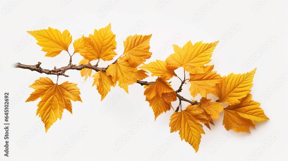 Autumn maple leaf Autumn maple leaf