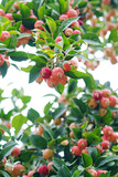 a lot beautiful pink  wild small organic apples hanging on tree branches. close up