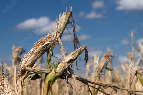 a corn field with corn plants destroyed by hail. The leaves have been knocked off. The pistons have opened. In the background blue sky with clouds.