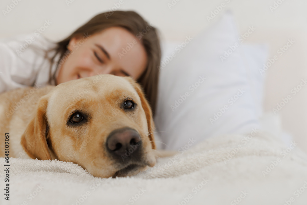 girl in white clothes with dog labrador playing at home girl in white clothes with dog labrador playing at home