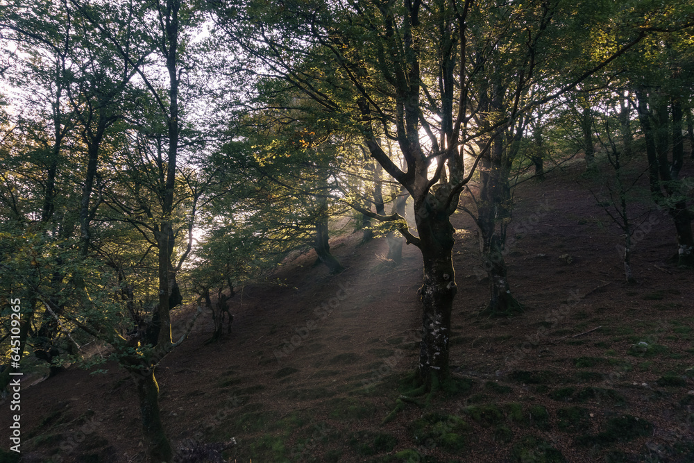 Naklejka premium Light rays through fog in beech forest on a sunny autumn day in pyrenees mountains near Beartzun, Basque Country, Navarre, Spain