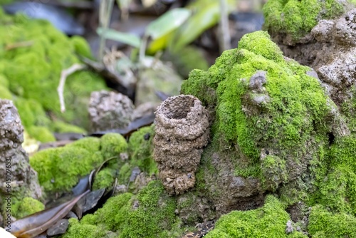 Burrow of scorpion mud lobster, Thalassina anomala