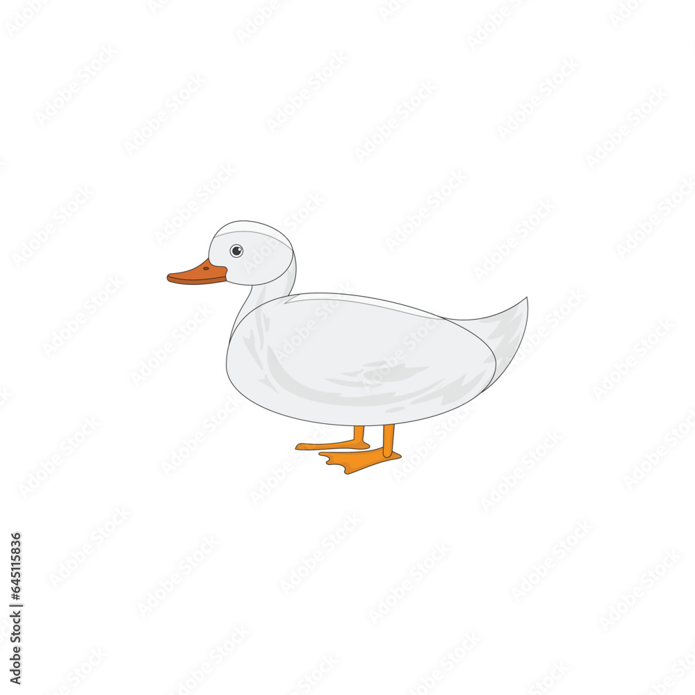 Fototapeta premium duck isolated on white background