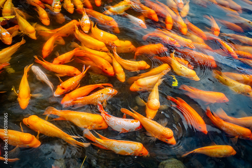 Koi fish in pond