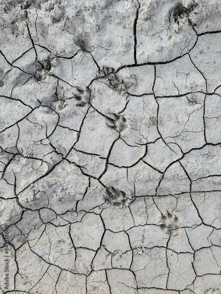 Fototapeta premium The step track of a large dog on the cracked, weathered soil.