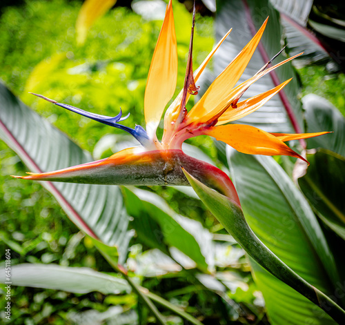 bird of paradise flower