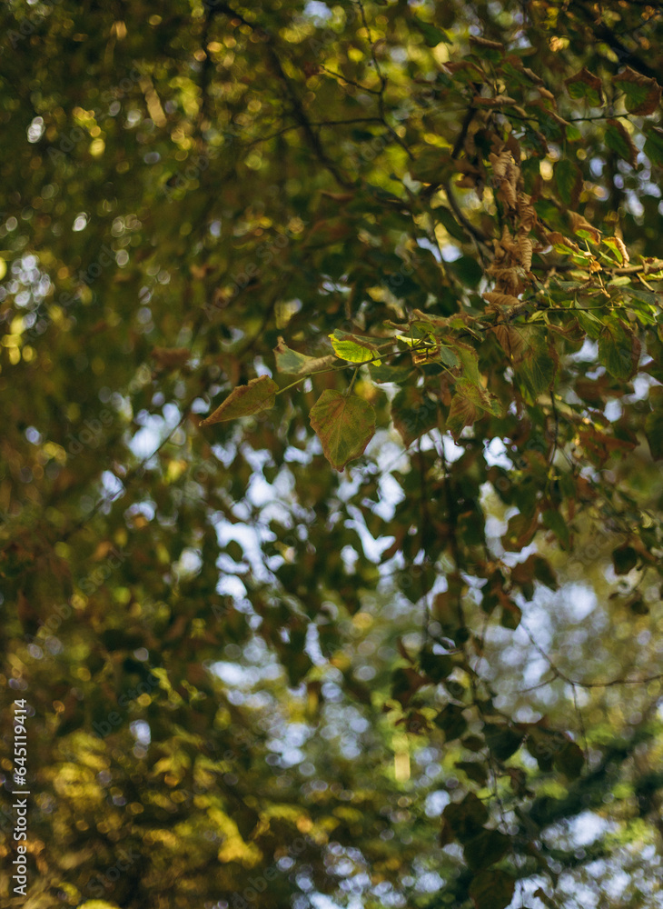 leaves in autumn