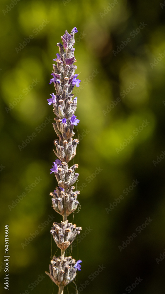 Beautiful, aromatic Lavender in bloom with blurred background in Israel
Beautiful, aromatic Lavender in bloom with blurred background in Israel