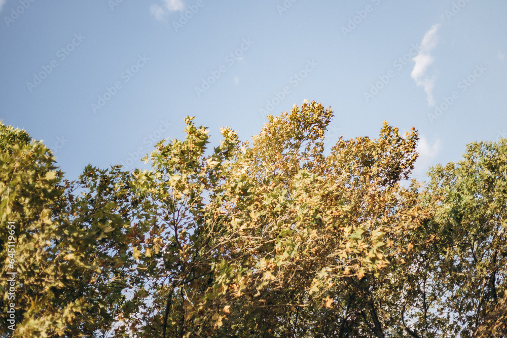 Fototapeta premium trees