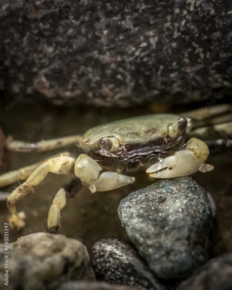Small crab under beach rocks Small crab under beach rocks