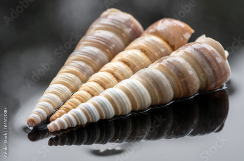 3 Seashells on a bed of water with a black background