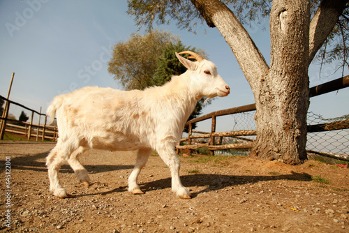 White baby goat in a farm photo
