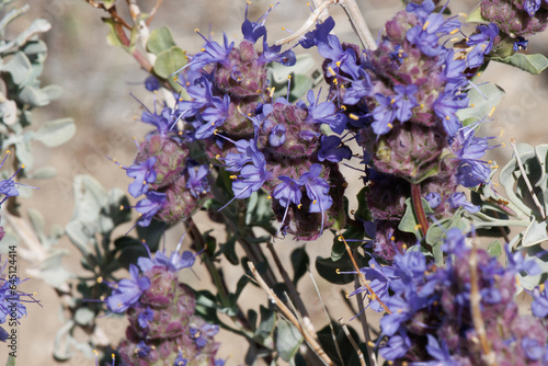 Blue flowering cymose head inflorescences of Salvia Dorrii, Lamiaceae, native monoclinous deciduous shrub in the Western Mojave Desert, Springtime.