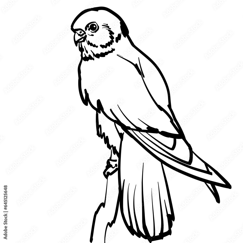Line art illustration of small bird of prey, kestrel.