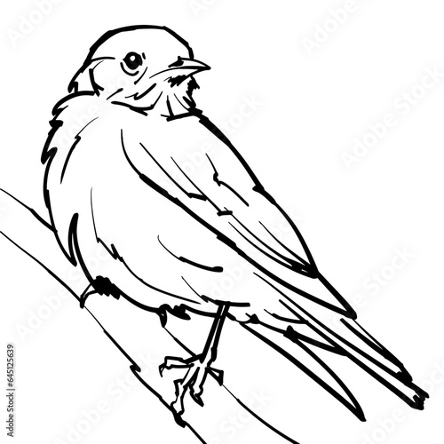 Line art vector illustration of small forest bird western bluebird.