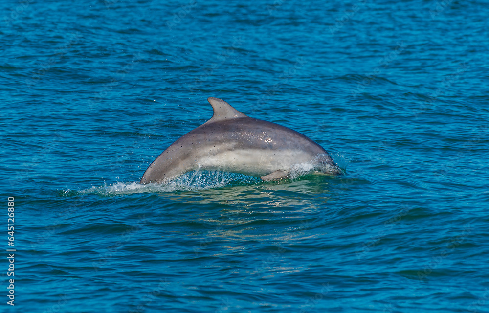 Naklejka premium A view of a dolphin diving in the waters of Cardigan Bay close to the town at New Quay, Wales in summertime