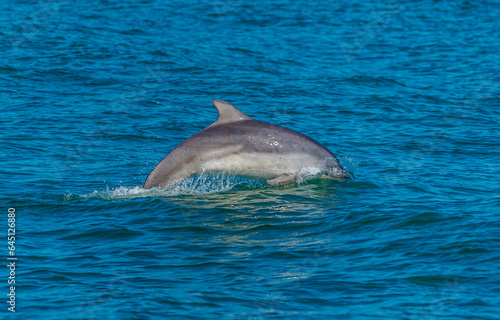 A view of a dolphin diving in the waters of Cardigan Bay close to the town at New Quay  Wales in summertime