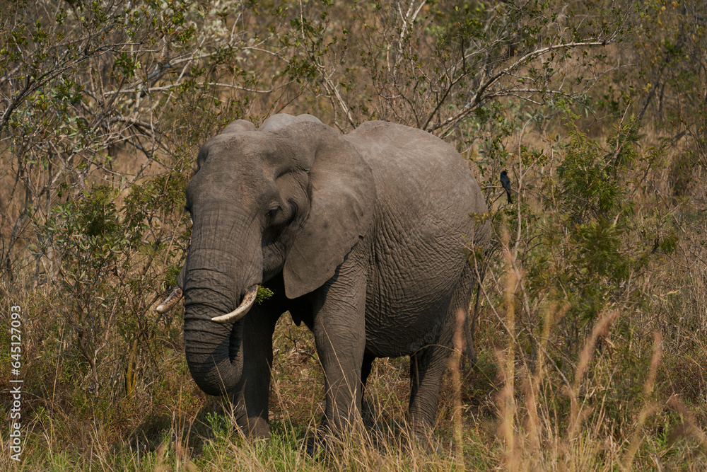 Obraz premium Elefant Südafrika