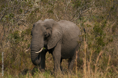 Elefant Südafrika