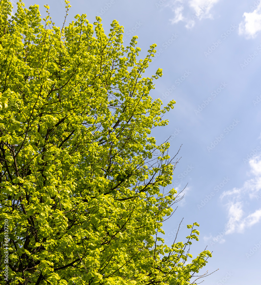 green foliage of linden trees in the spring season green foliage of linden trees in the spring season