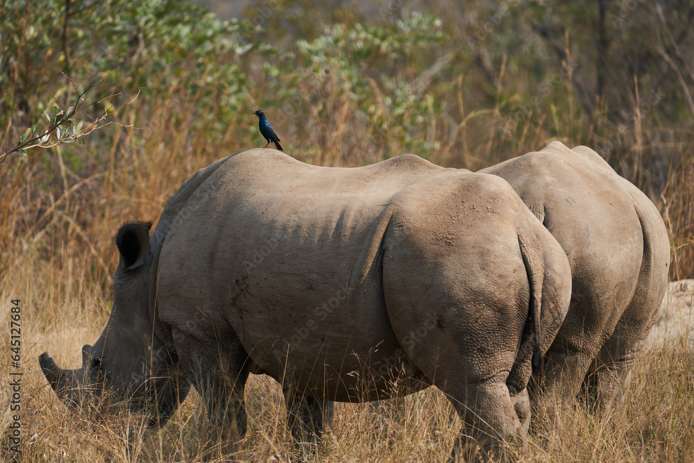 Obraz premium Nashörner Kruger Nationalpark