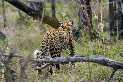 Leopard Kruger Nationalpark