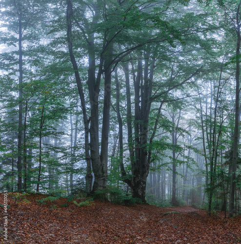 Foggy forest of the beech trees. Autumn landscape. The early morning mist. Meadow covered with fallen orange leaves. Natural landscape.