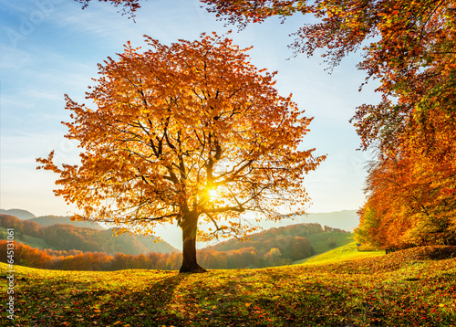 There is a lonely lush tree on the lawn covered with orange leaves through which the sun rays lights through the branches with the background of blue sky. Beautiful autumn scenery.